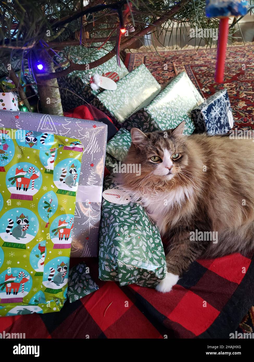 Cute Ragamuffin Cat Underneath a Christmas Tree with Presents Stock