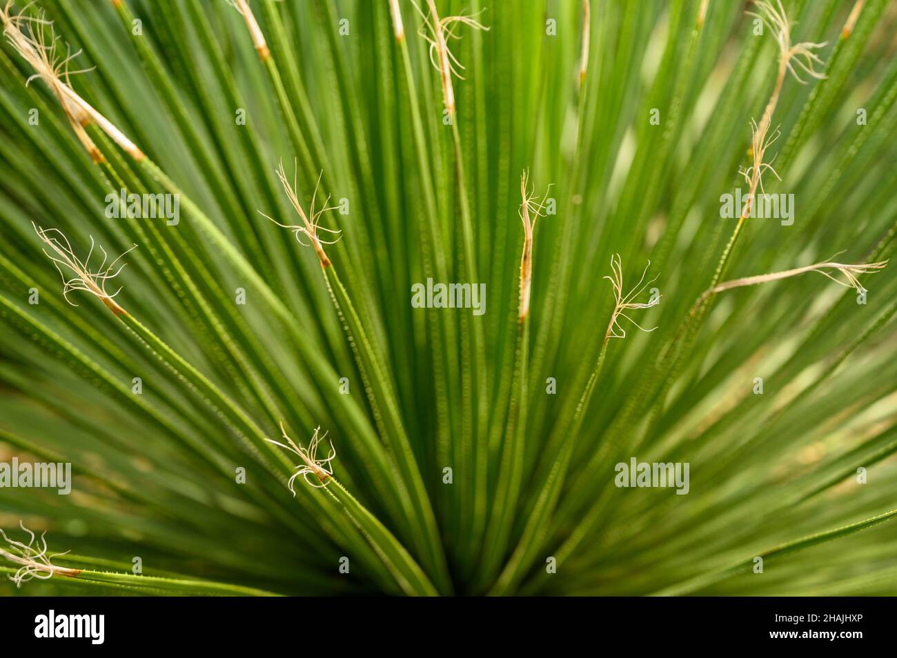 Closeup of spiky Green Sotol or Great Desert Spoon (Dasylirion acrotrichum) seen from above. Stock Photo