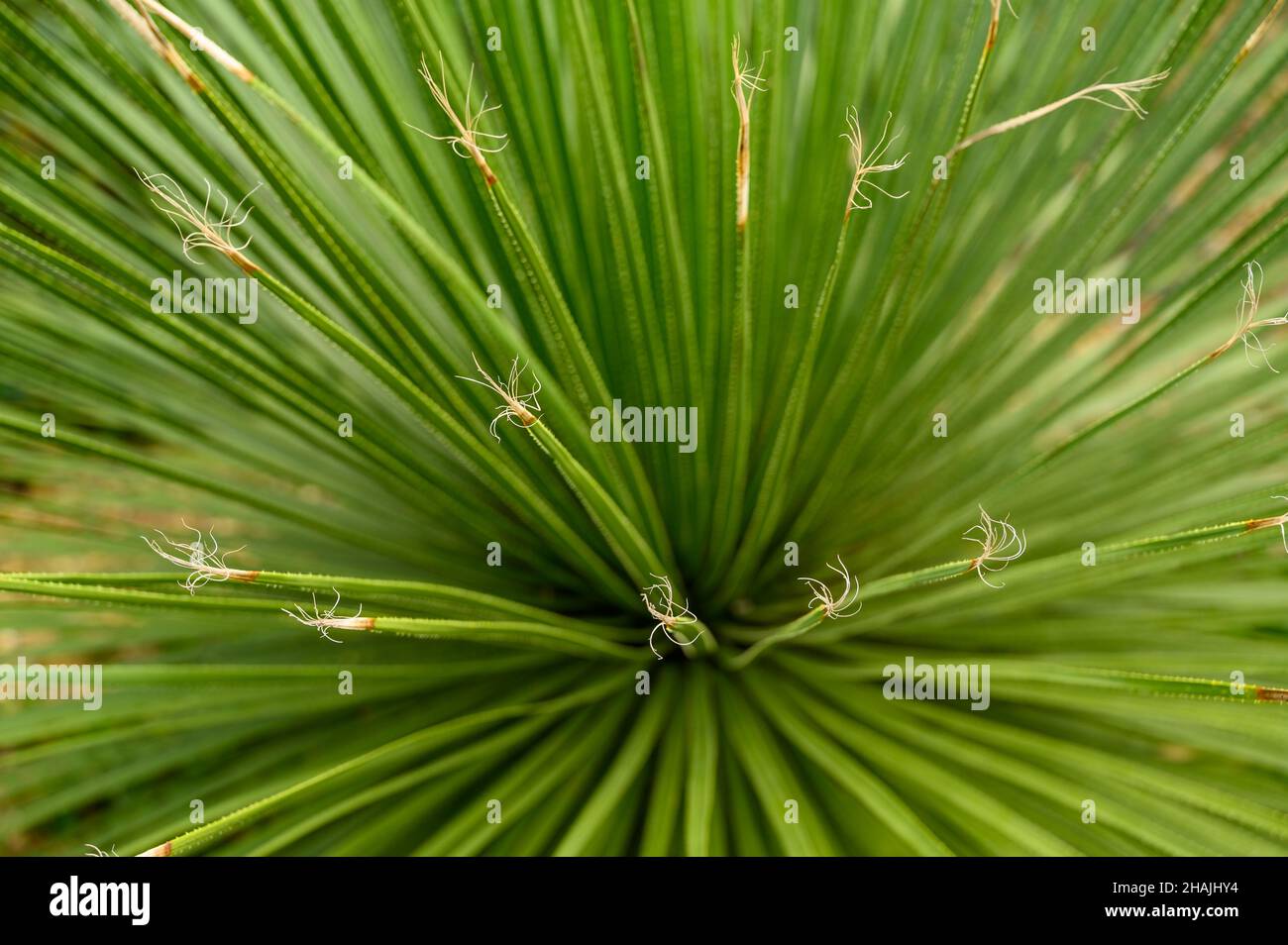 Closeup of spiky Green Sotol or Great Desert Spoon (Dasylirion acrotrichum) seen from above. Stock Photo