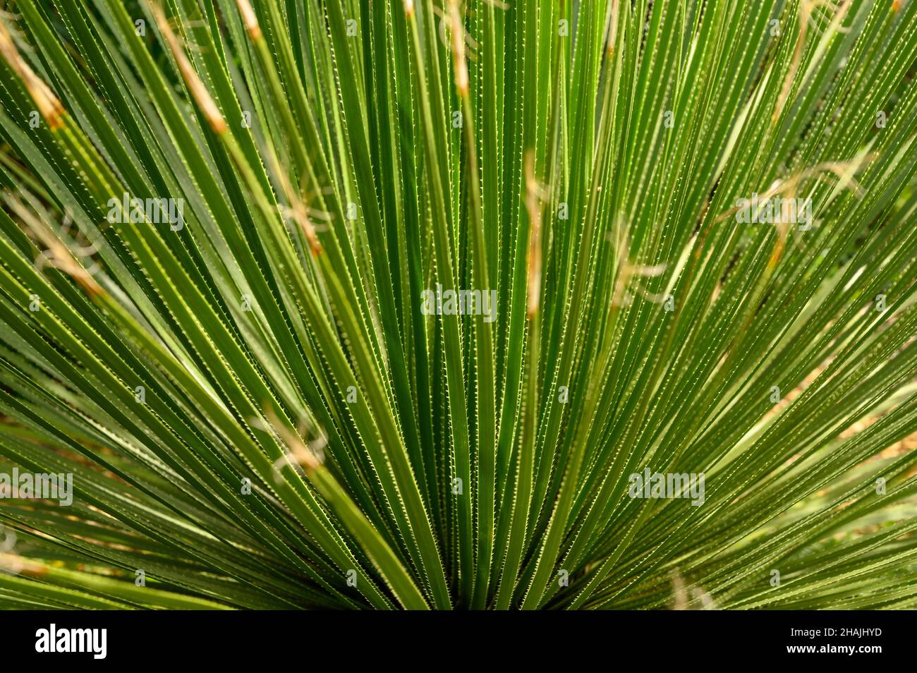 Closeup of spiky Green Sotol or Great Desert Spoon (Dasylirion acrotrichum) seen from above. Stock Photo