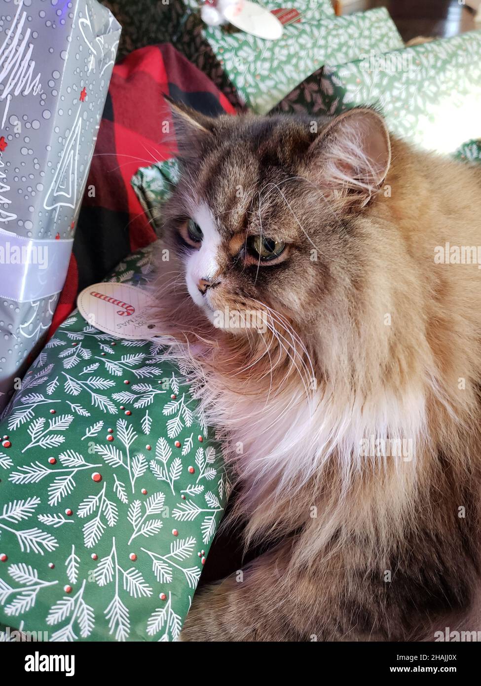 Cute Ragamuffin Cat Underneath a Christmas Tree with Presents Stock