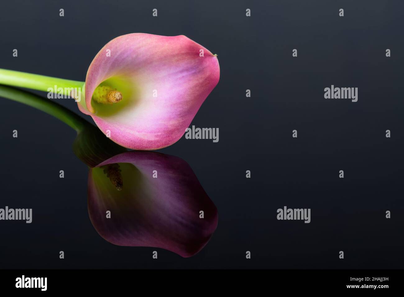 Pink Calla lilies on black background with reflection for Valentines ...