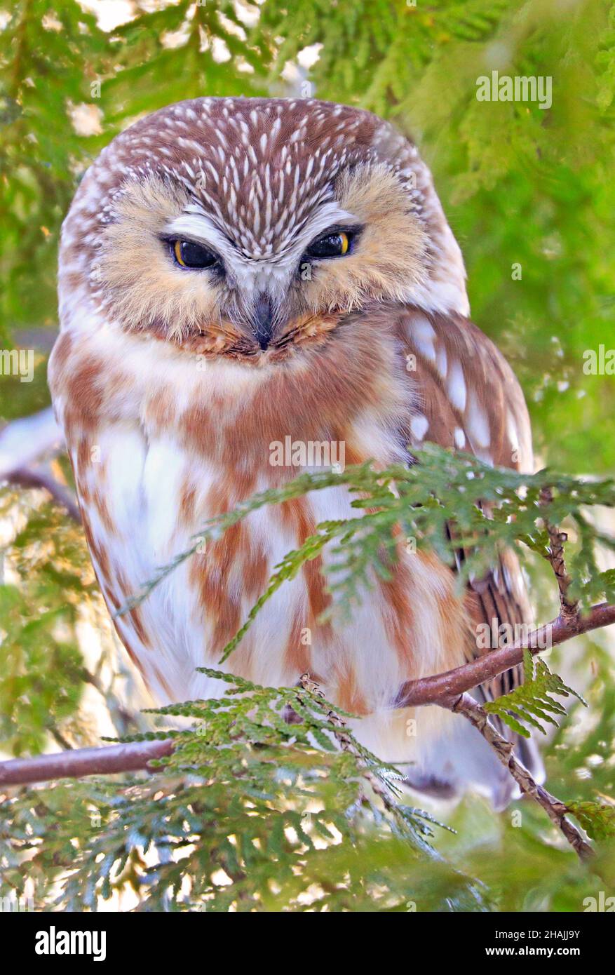 Northern Saw-whet Owl standing on a tree branch, Quebec, Canada Stock Photo