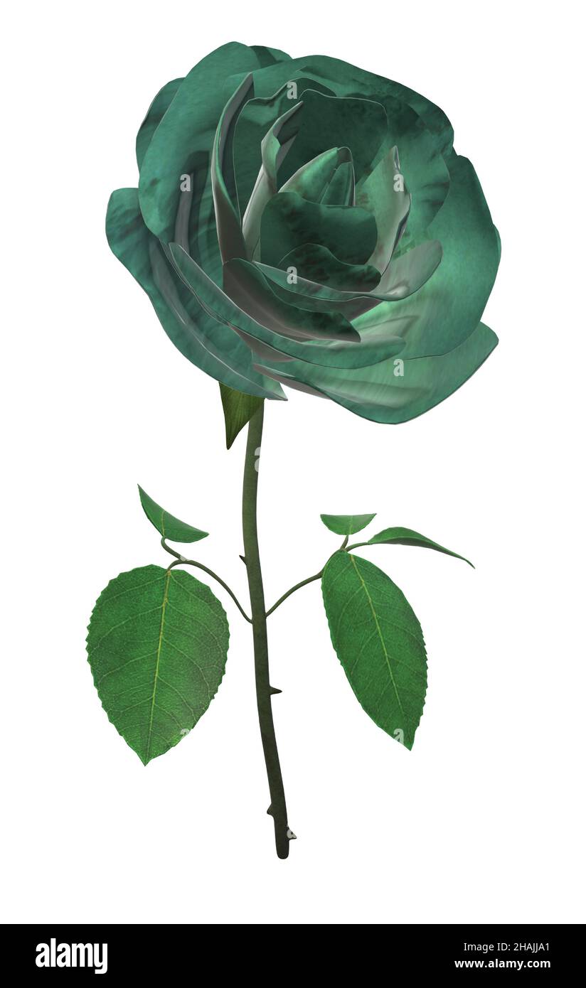 Solo tallo de rosa de jade verde Imagen Vector de stock - Alamy