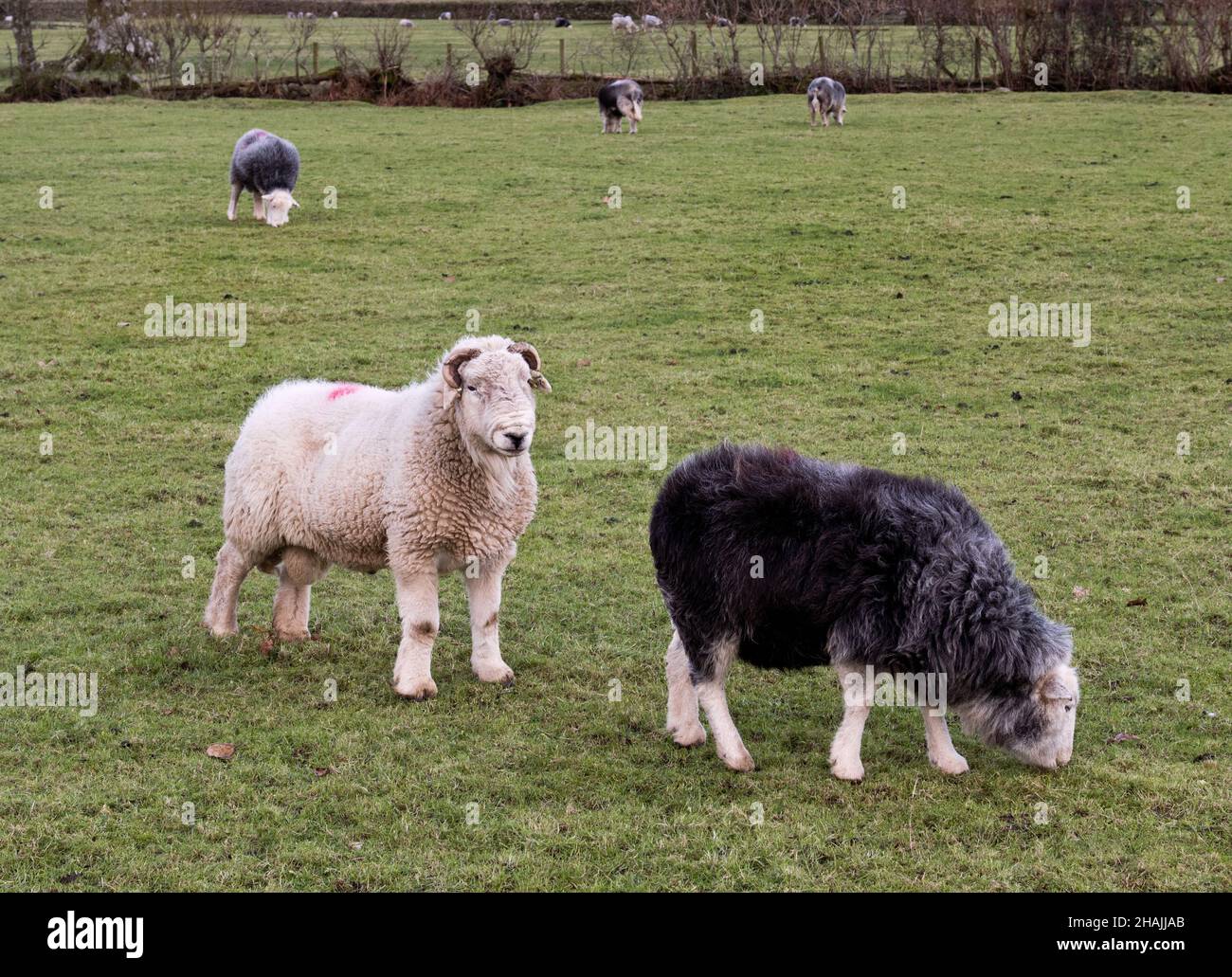 Herdwick ram and ewes grazing at Side House, Great Langdale, Lake District National Park, Cumbria, UK Stock Photo