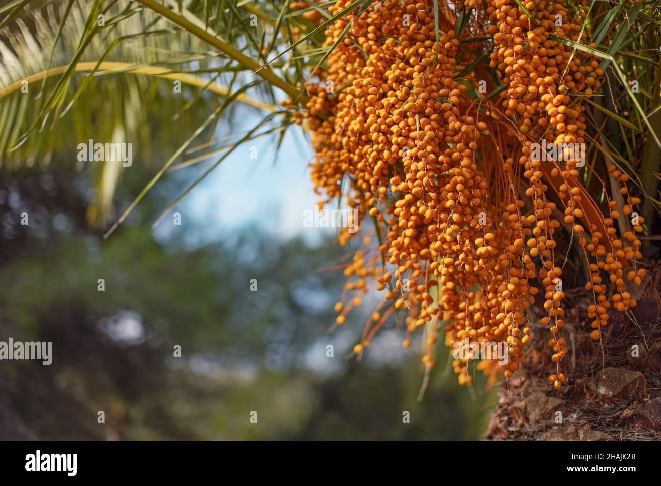 Pindo jelly palm (butia capitata) yellow fruits hanging from a tree Stock Photo