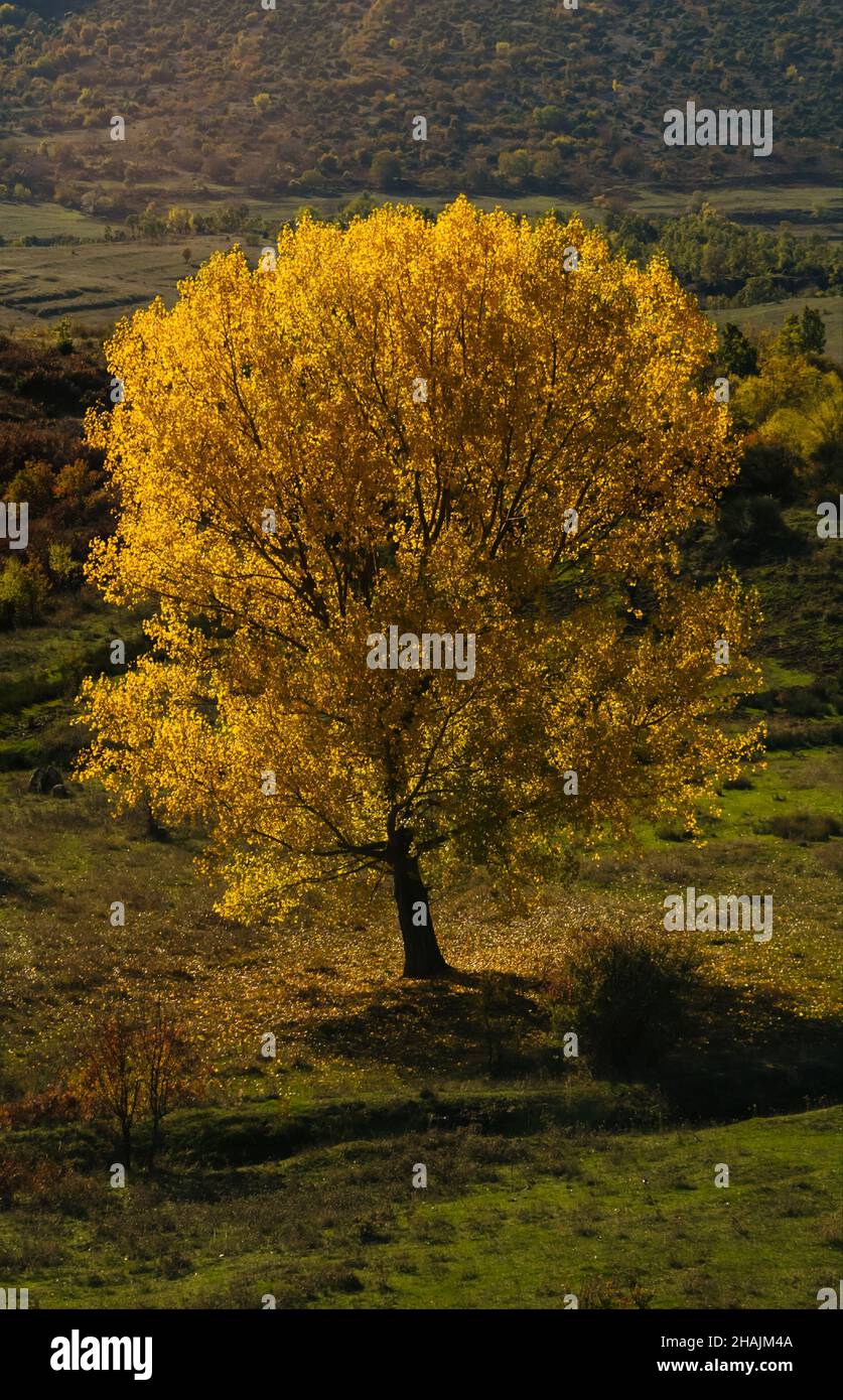 Vertical shot yellow field hi-res stock photography and images - Alamy