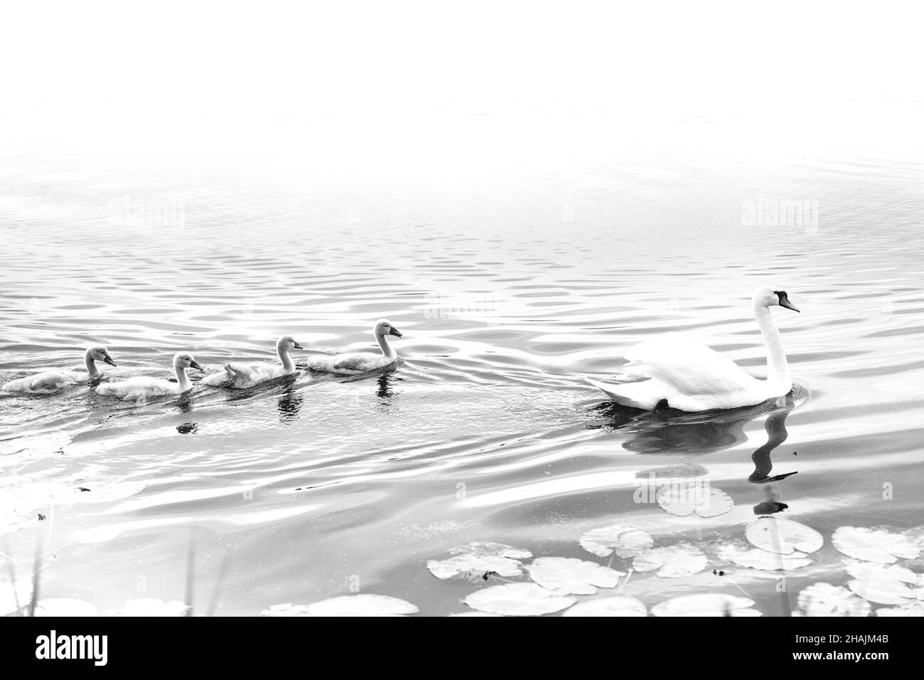 Mother swan with its babies swimming in the pond on a grayscale Stock ...