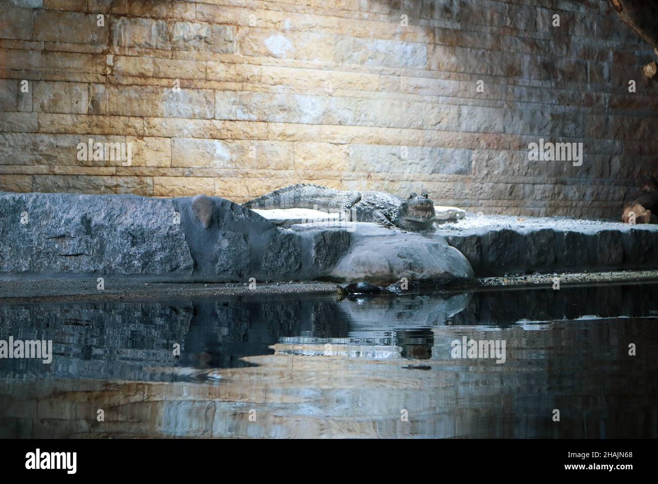 Crocodile sitting in front of a wall and a few turtles in the water Stock Photo