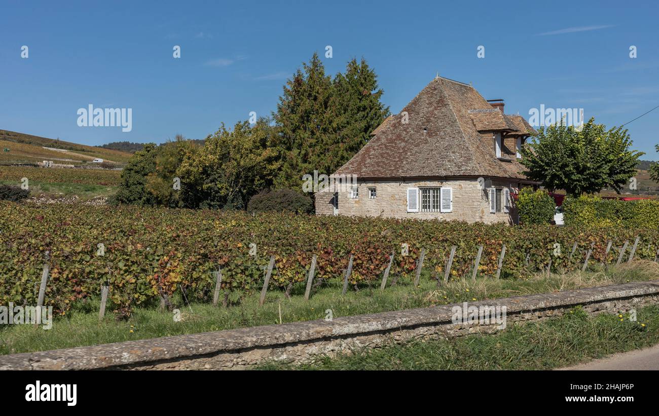 small house nestled among the vines in the Burgundy region of France Stock Photo