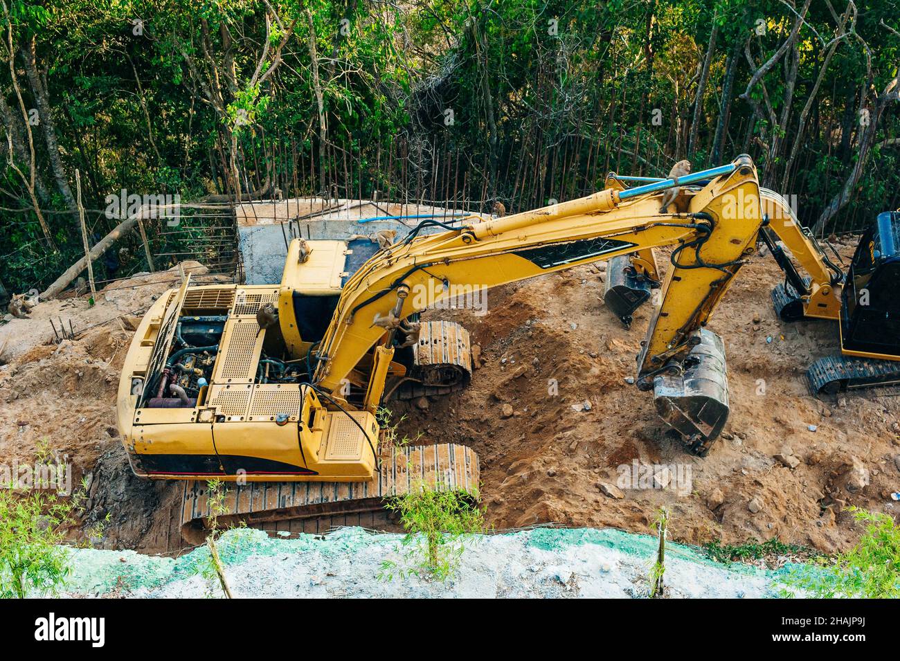 Deforestation of rainforest. Environmental problem. destruction of forest. High quality photo Stock Photo