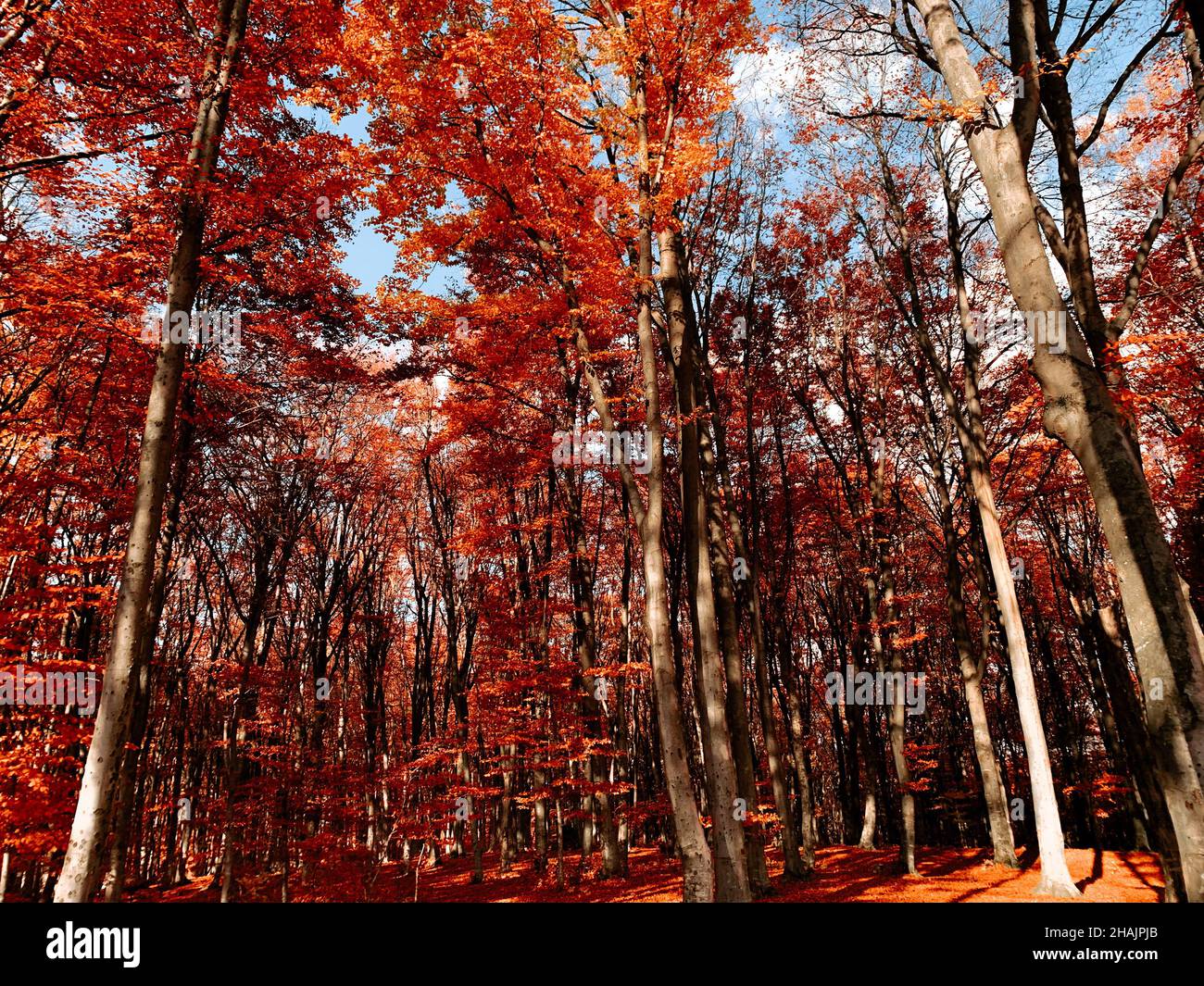 Beautiful shot of colorful trees during autumn Stock Photo - Alamy
