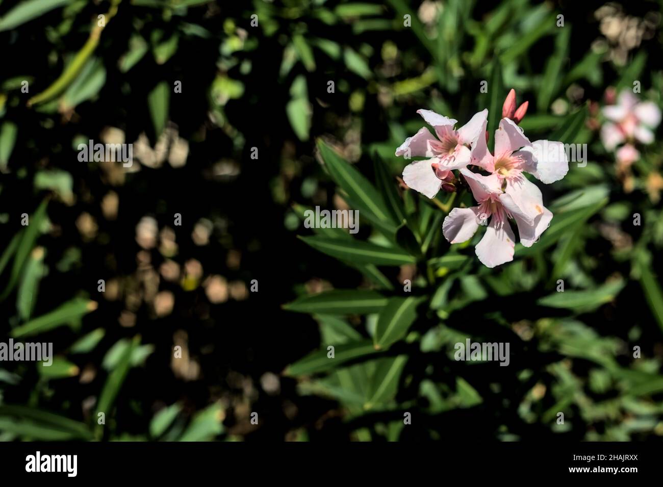 Pink oleander flowers on a branch seen up close Stock Photo