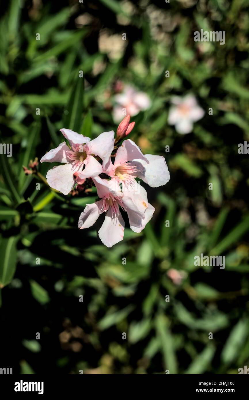 Pink oleander flowers on a branch seen up close Stock Photo
