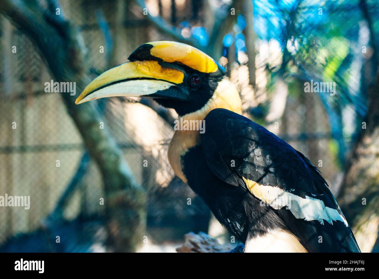 Bucerotidae behind bars at the zoo. High quality photo Stock Photo