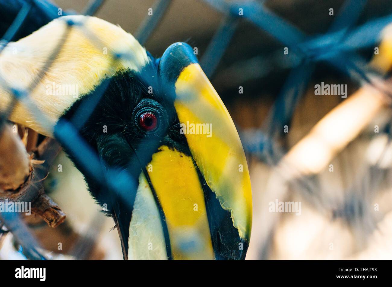 Bucerotidae behind bars at the zoo. High quality photo Stock Photo