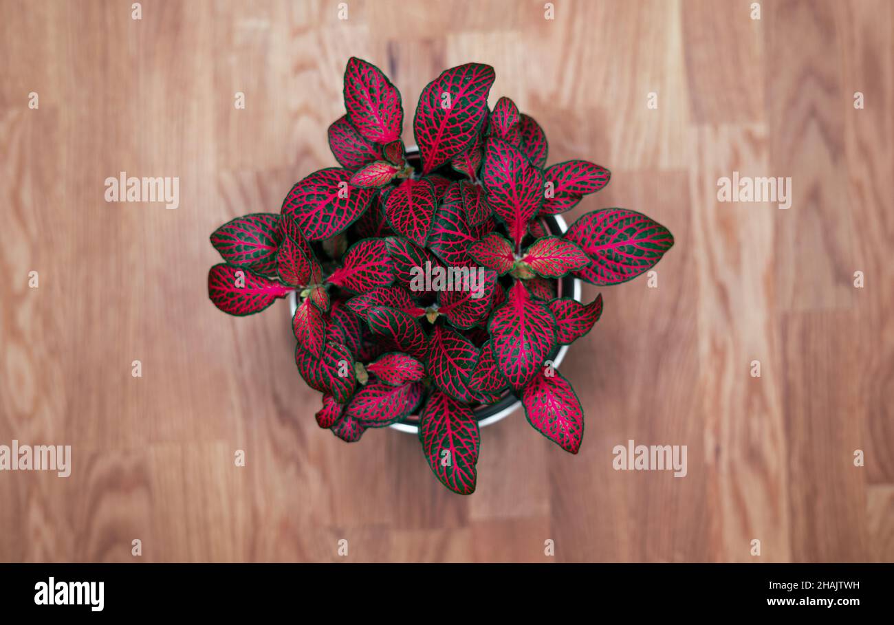 Fittonia Forest Flame Home Plant pink burning colors Home Decor Stock Photo