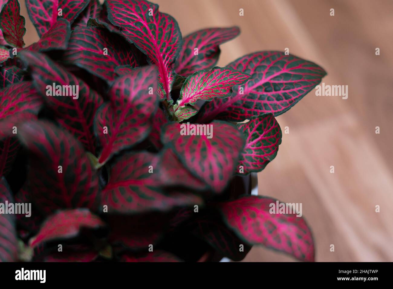 Fittonia Forest Flame Home Plant pink burning colors Home Decor Stock Photo