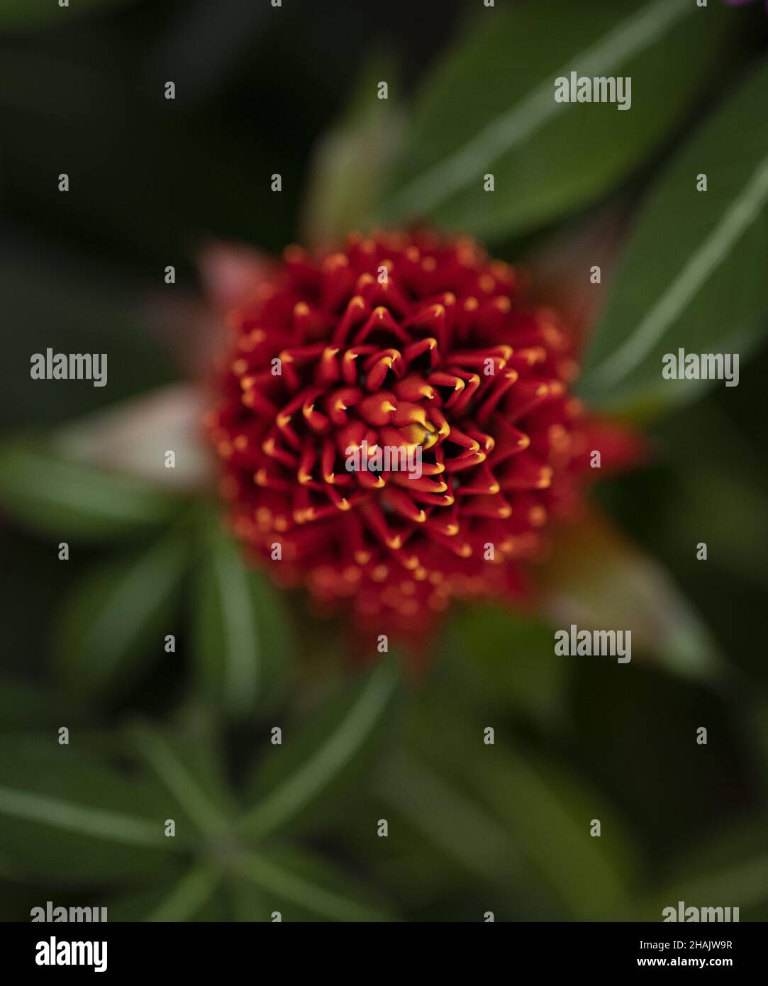 Top view of a beautiful red Rhodiola rosea flower in nature during the daytime Stock Photo