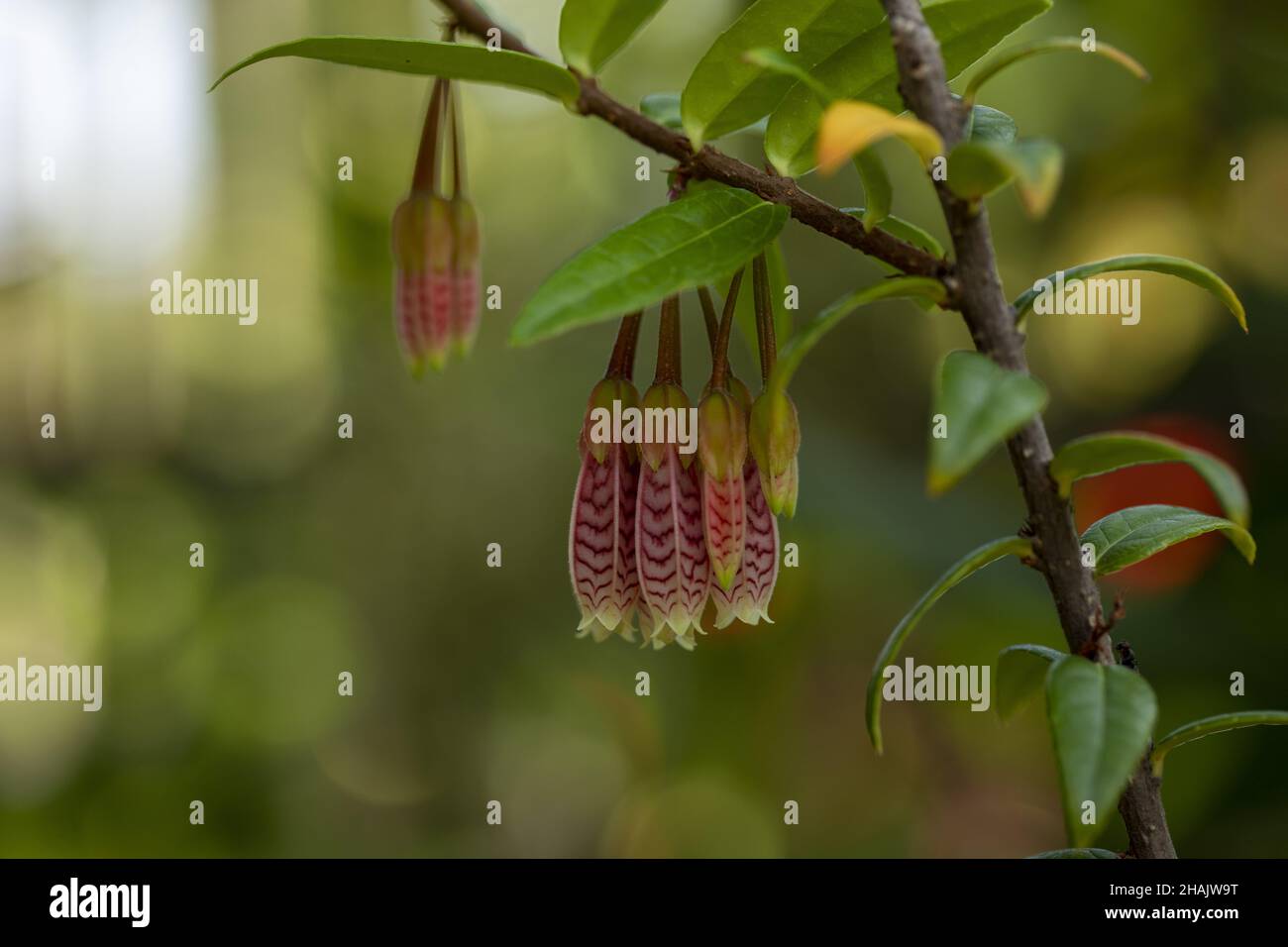 Agapetes shrub with beautiful pendulous bunches of pink tubular flowers in the garden Stock