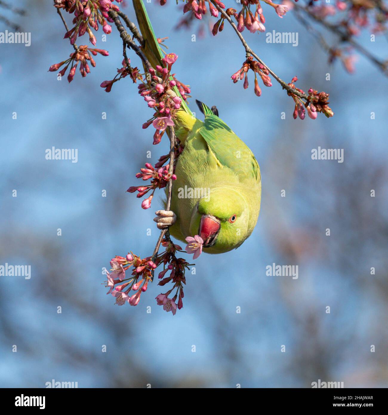 Closeup of the echo parakeet perched on the blooming branch. Psittacula eques. Stock Photo