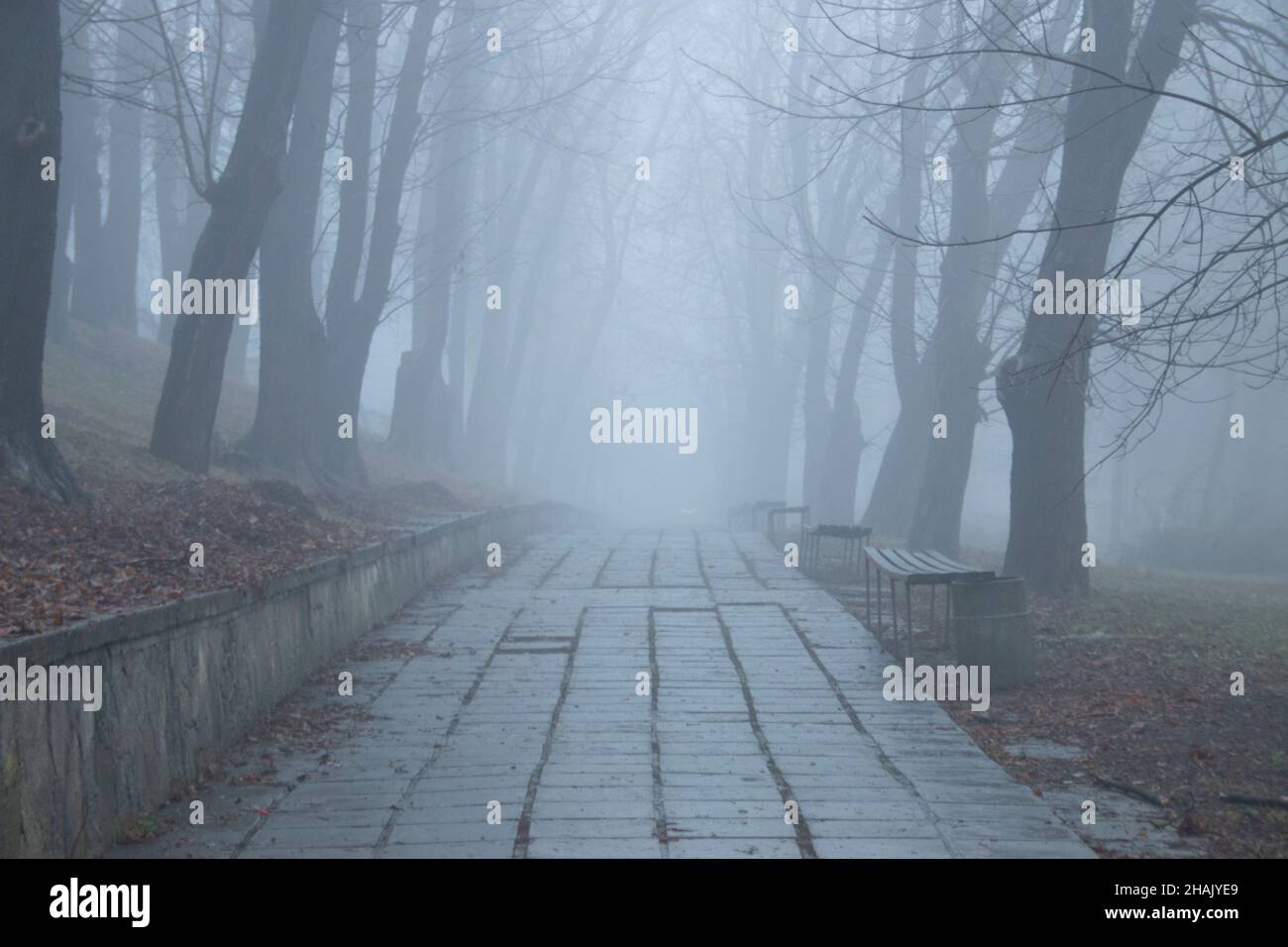 Park alley in the fog. Autumn background. Stock Photo