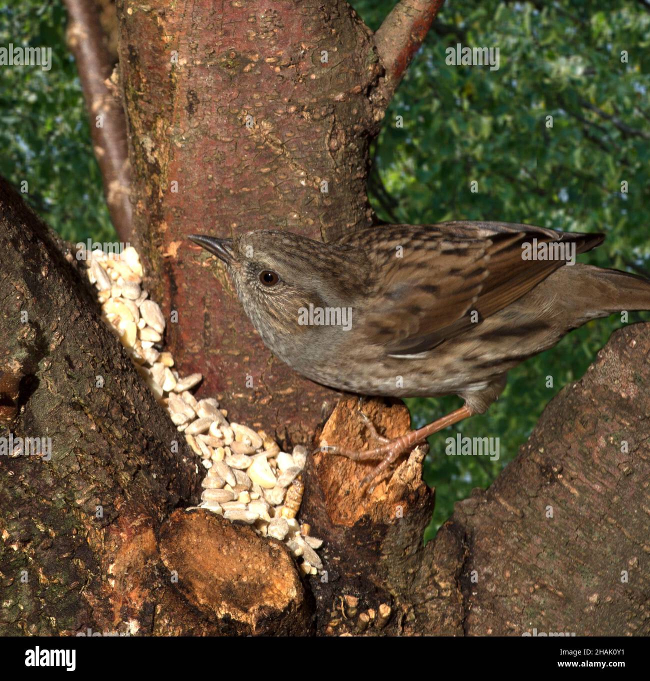 Dunnock Hedge Sparrow Stock Photo