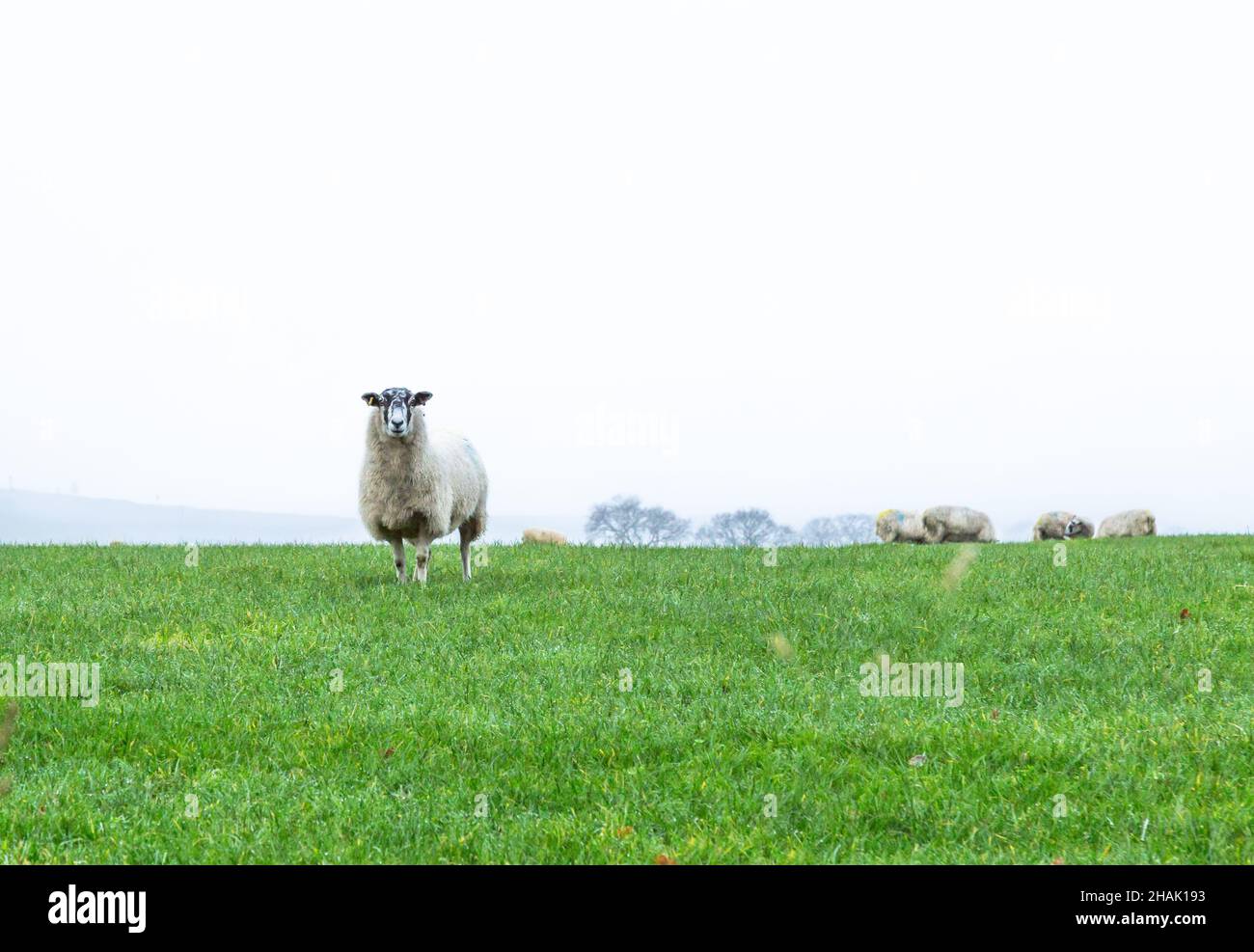 A sheep separated from the flock. There is negative space in the background. Stock Photo