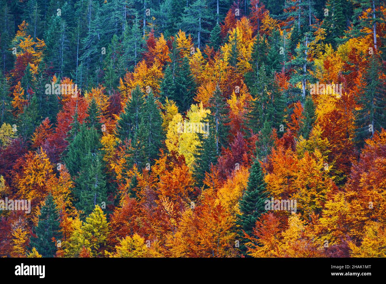 beautiful-scene-of-autumn-landscape-and-a-forest-with-colorful-trees
