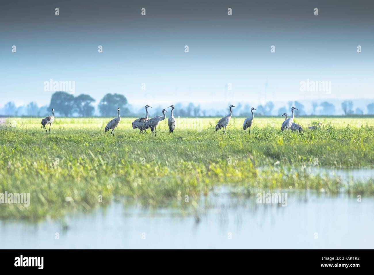 A flock of Eurasian cranes (Grus grus) standing in the wetlands Stock Photo
