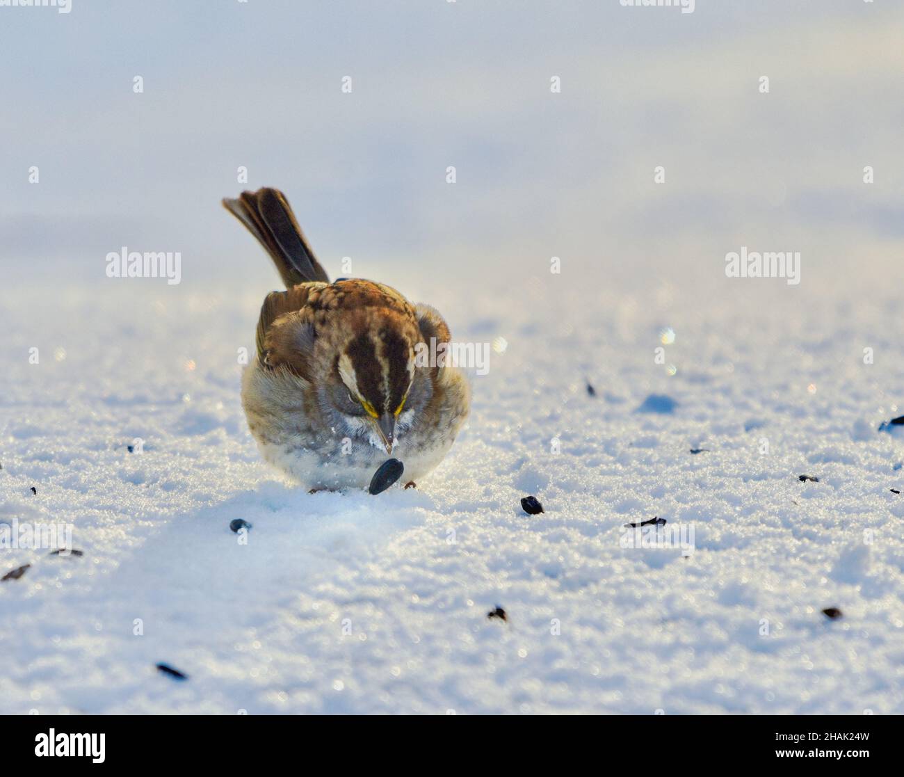 Frontal view of a White-throated sparrow (Zonotrichia albicollis) picking up a seed in snow. Closeup. Copy space. Stock Photo