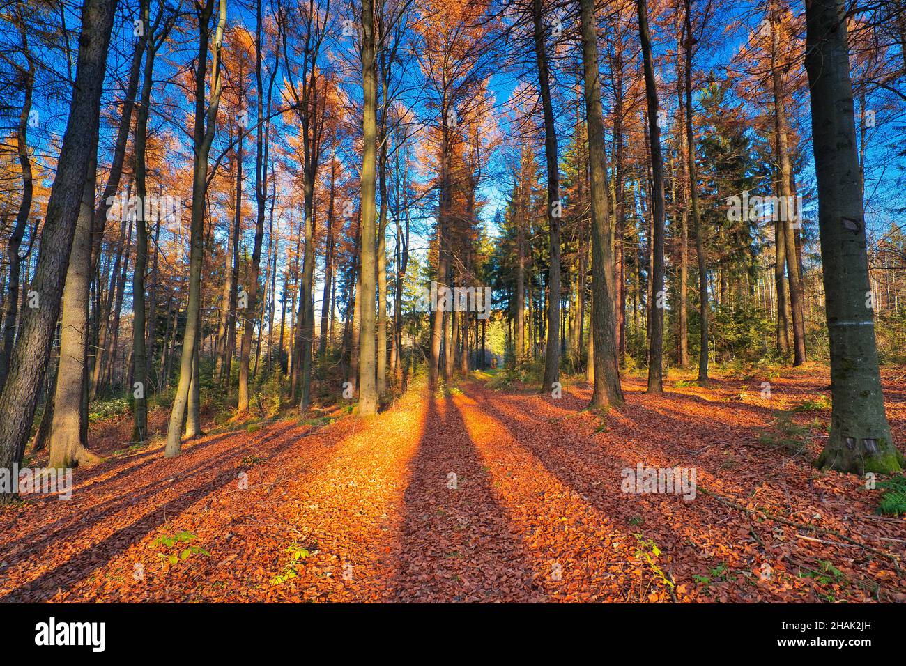 Beautiful scene of autumn landscape and a forest with colorful trees ...