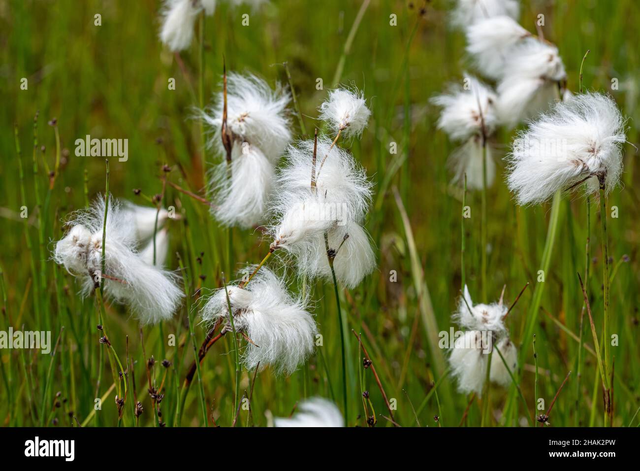 Small white wad on simple green stem. Eriophorum vaginatum in green vegetation. Tussock cottongrass, or sheathed cottonsedge looks like clot of dust. Stock Photo