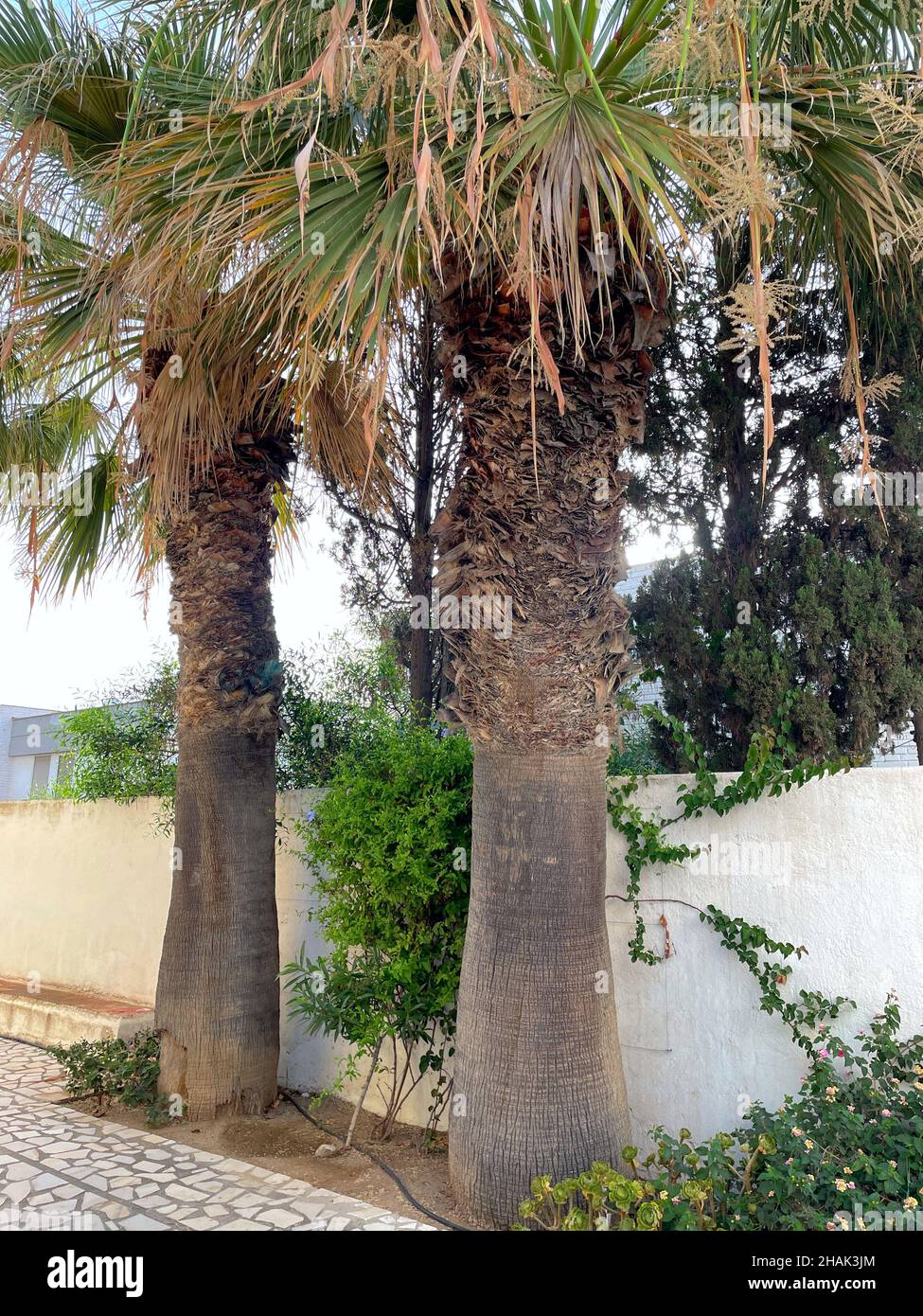 Palm trees Stock Photo