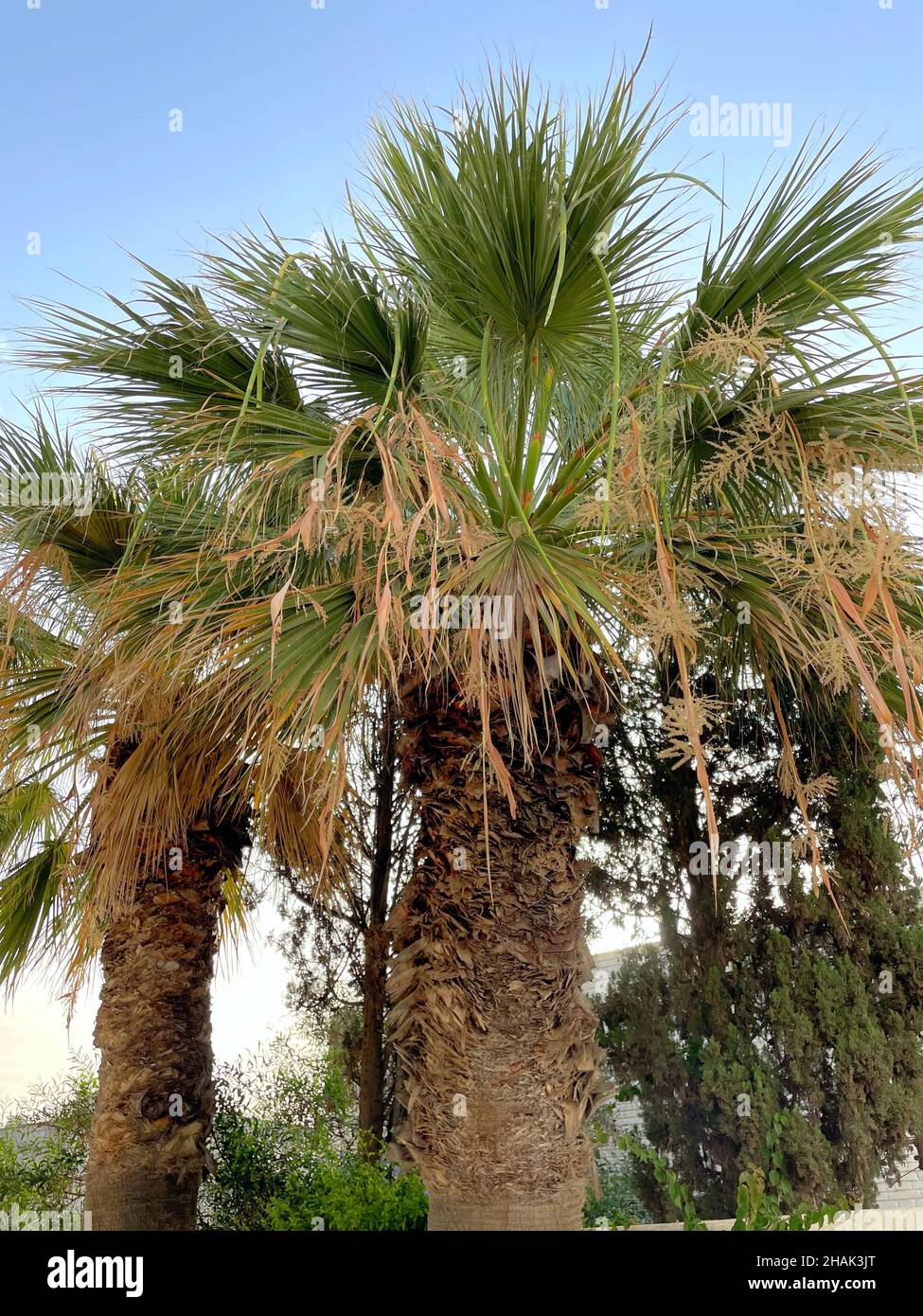 Palm trees Stock Photo