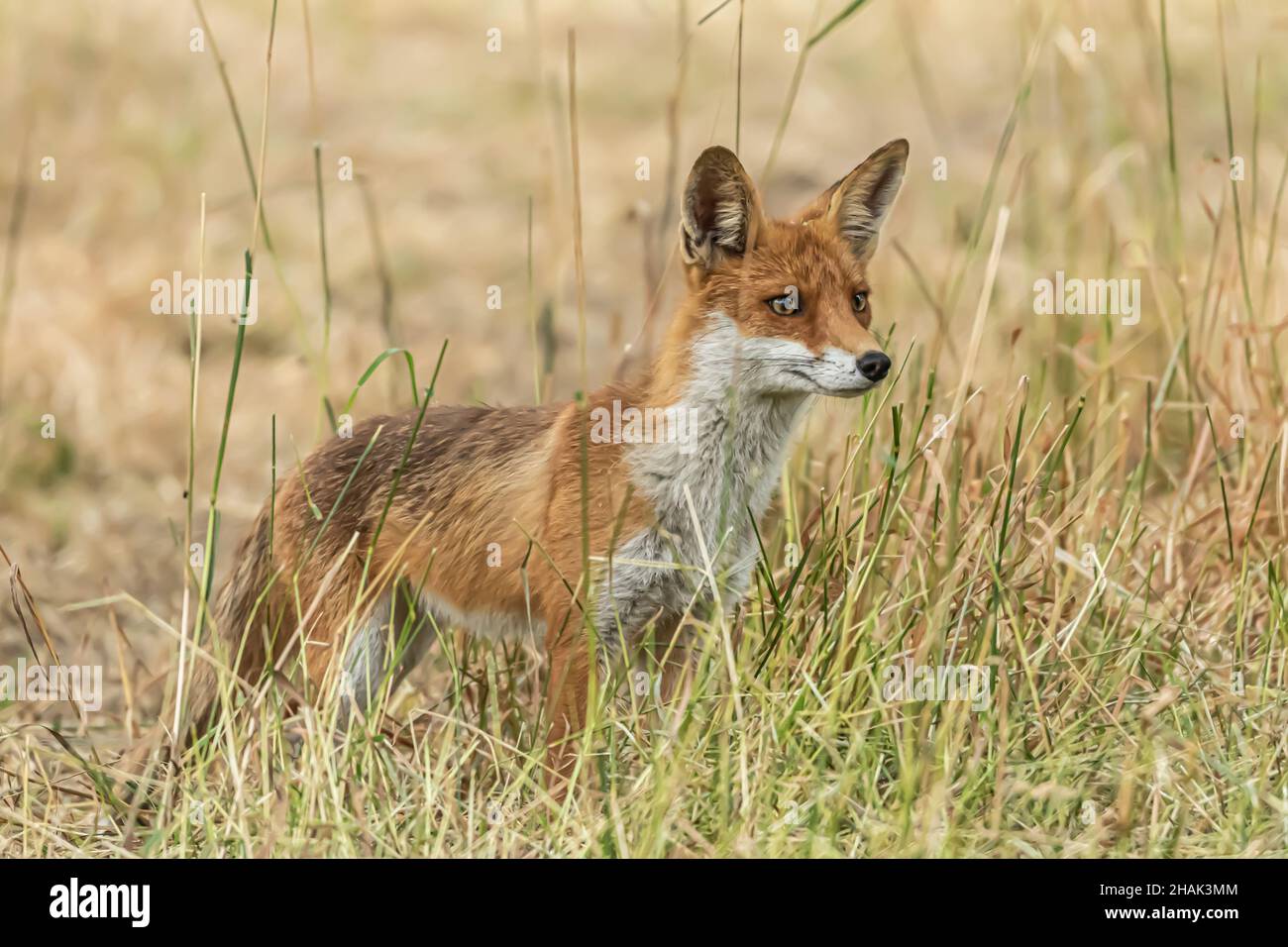 Red fox, Vulpes vulpes. Orange fur coat animal. Fox in nature. Wildlife ...