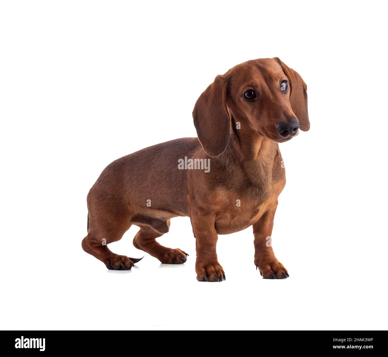 Dachshund, sausage dog,standing and isolated on white background Stock