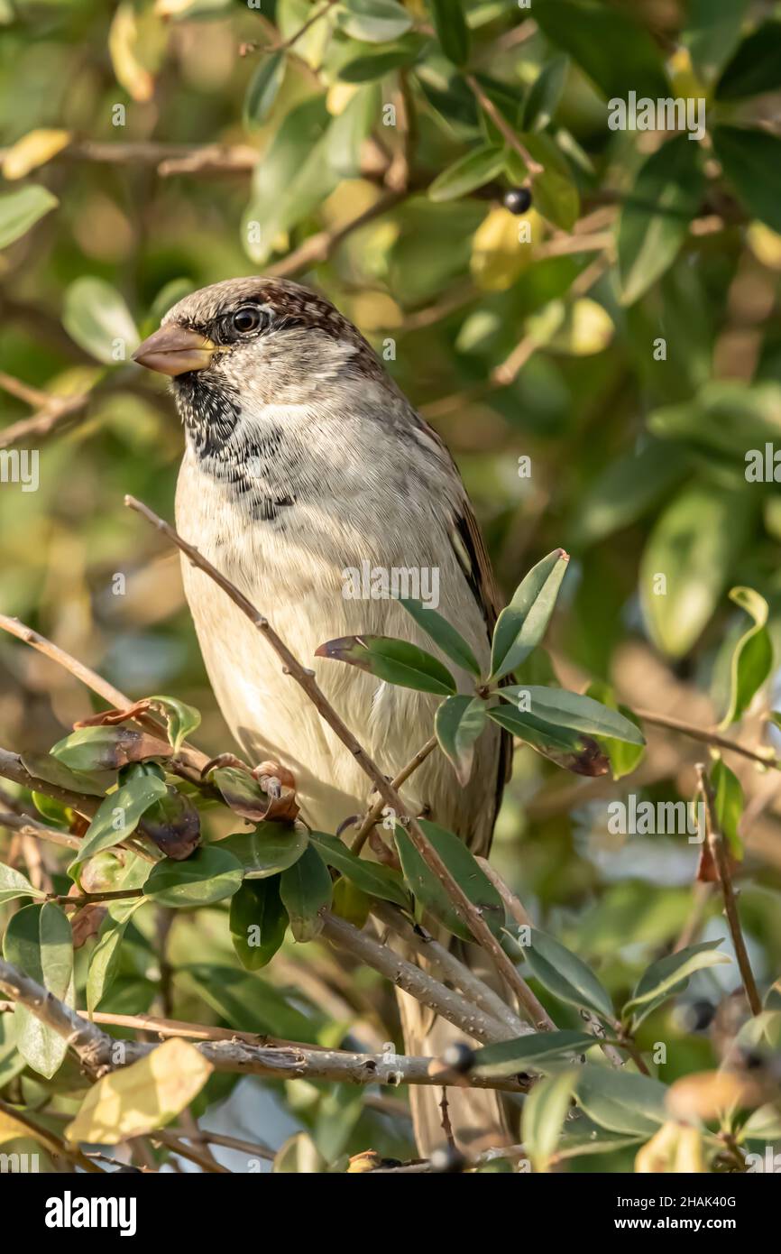 Male or female house sparrow or Passer domesticus is a bird of the sparrow family Passeridae, found in most parts of the world Stock Photo