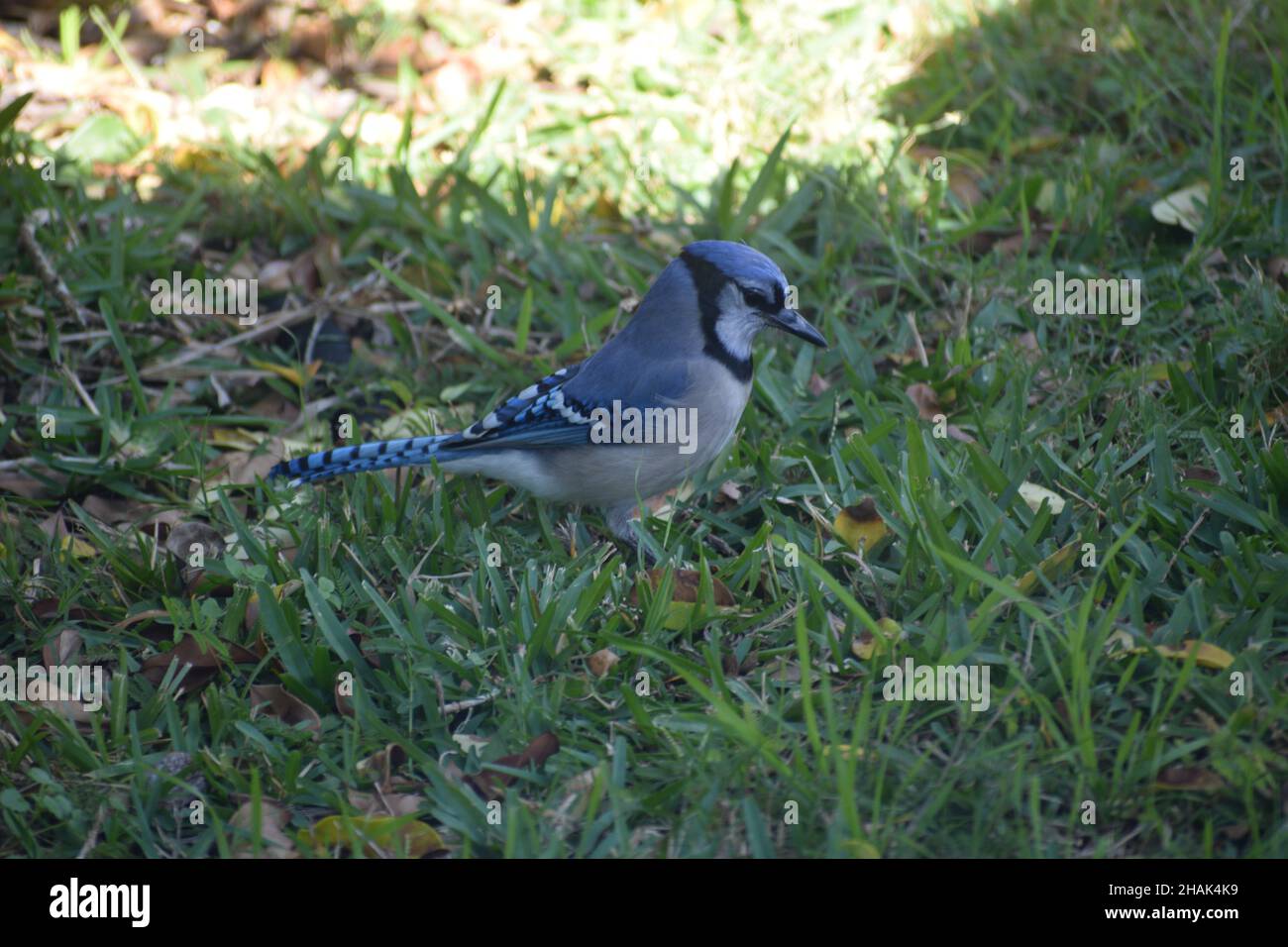A Bluejay stands in a shaded lawn. Stock Photo