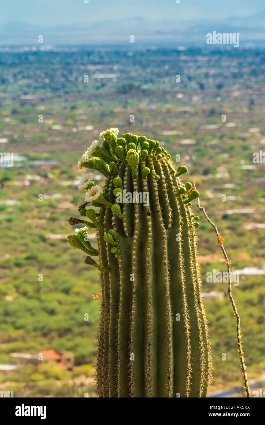 One Saguaro cactus with blooms, overlooking green valley Stock Photo