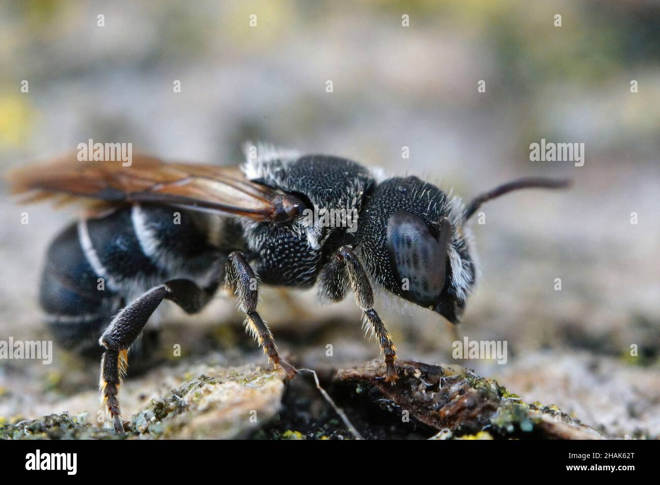 Closeup on a blue eyed male Crenulate Armoured-Resin Bee , Heriades crenulatus Stock Photo