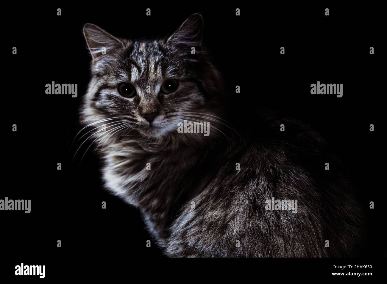 Grey Cat Stock Photo