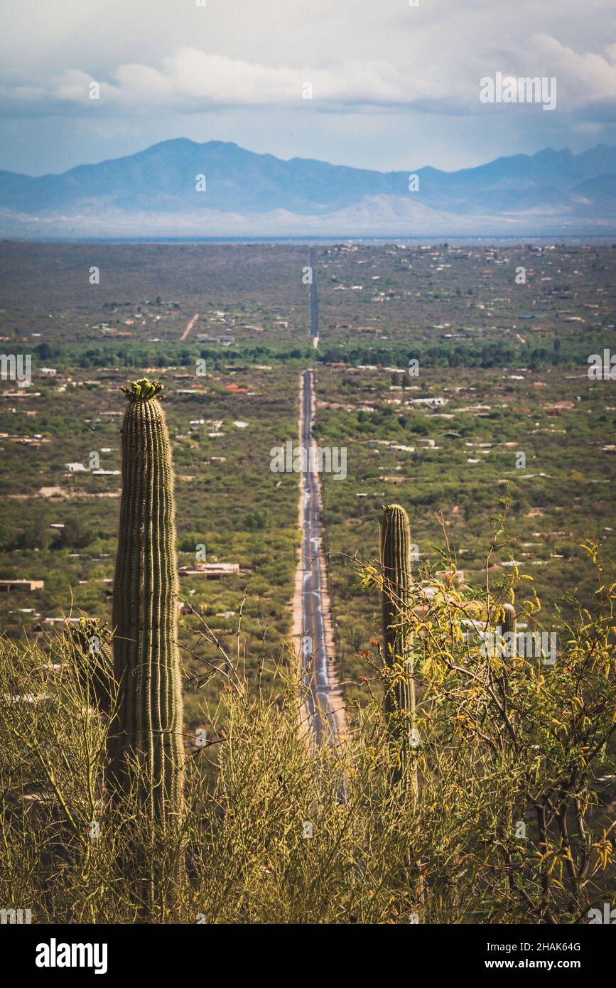 Saguaro cacti overlook green valley with homes and mountains in Tucson Stock Photo