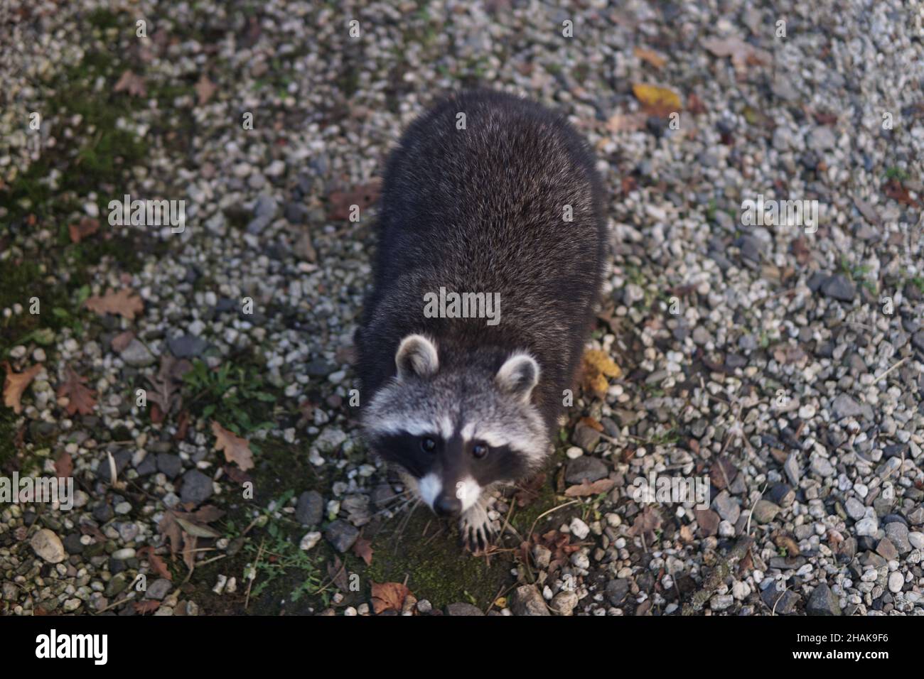Guadeloupe raccoon in the wilderness Stock Photo Alamy