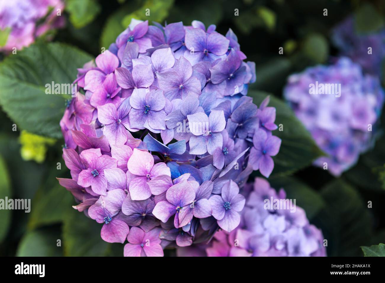 Hydrangea Flowers in the Garden Stock Photo - Alamy