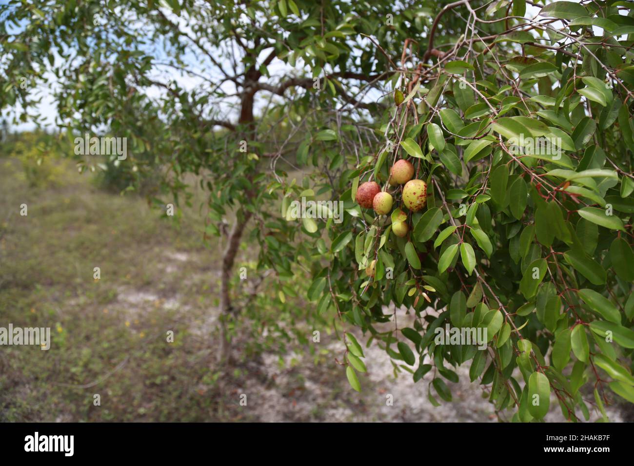 conde, bahia, brazil - march, 2015: Mangaba fruit on a mangaba tree in a plantation in the city of Conde. Stock Photo