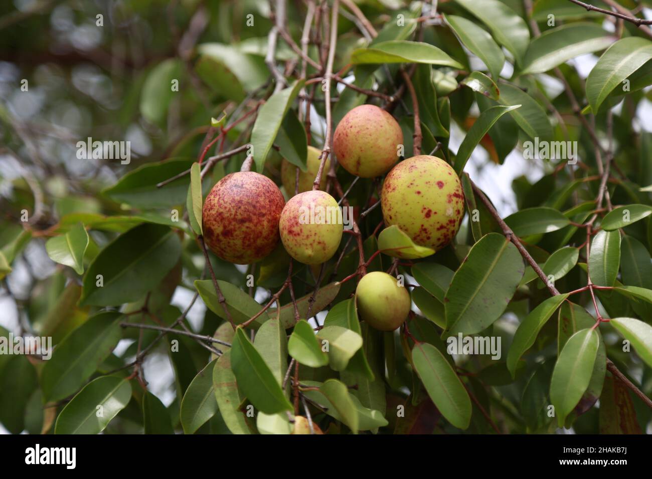 conde, bahia, brazil - march, 2015: Mangaba fruit on a mangaba tree in a plantation in the city of Conde. Stock Photo