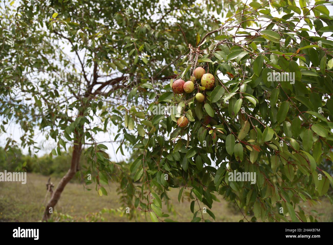 conde, bahia, brazil - march, 2015: Mangaba fruit on a mangaba tree in a plantation in the city of Conde. Stock Photo