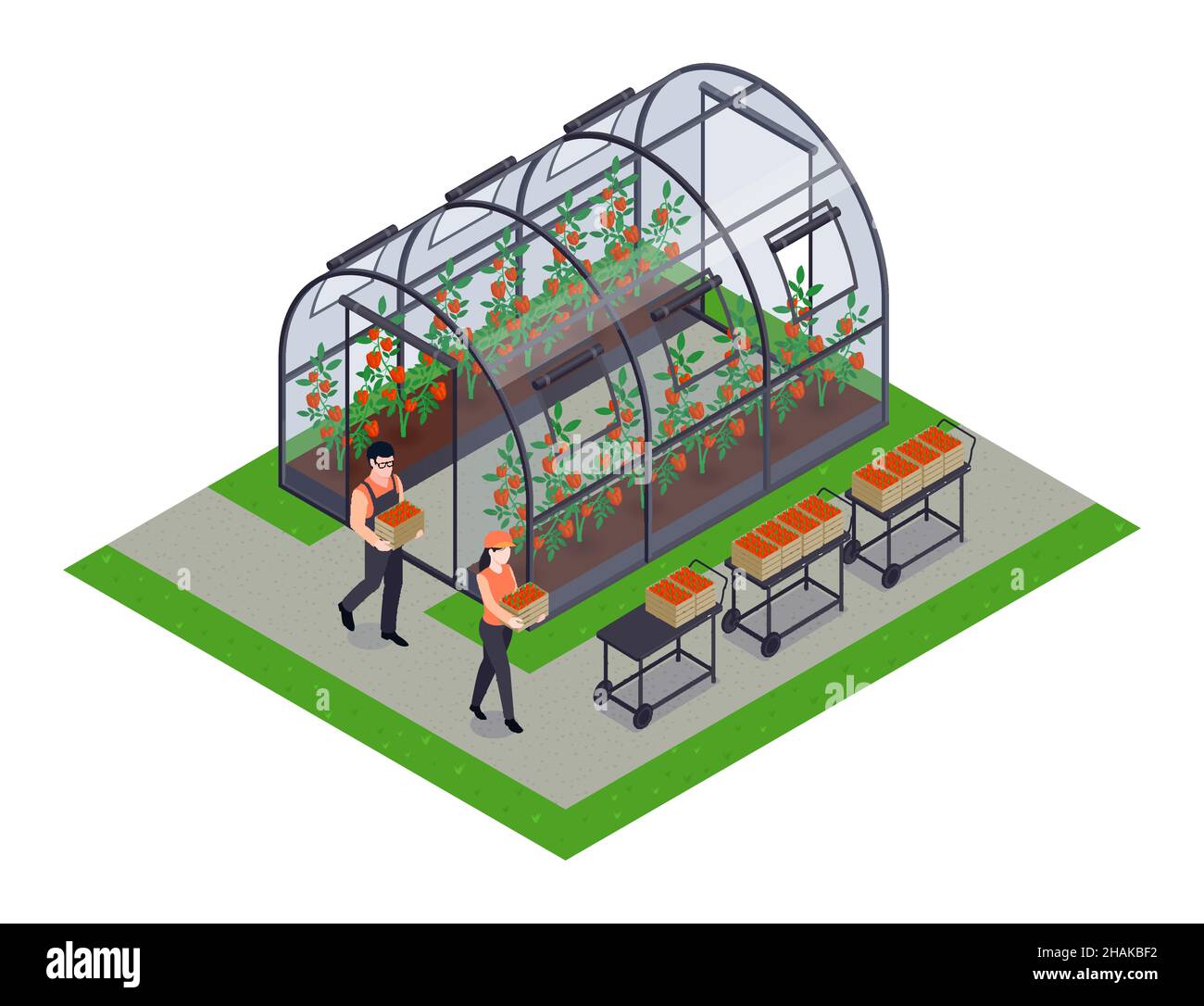 Greenhouse vegetables farming isometric composition with 2 production ...