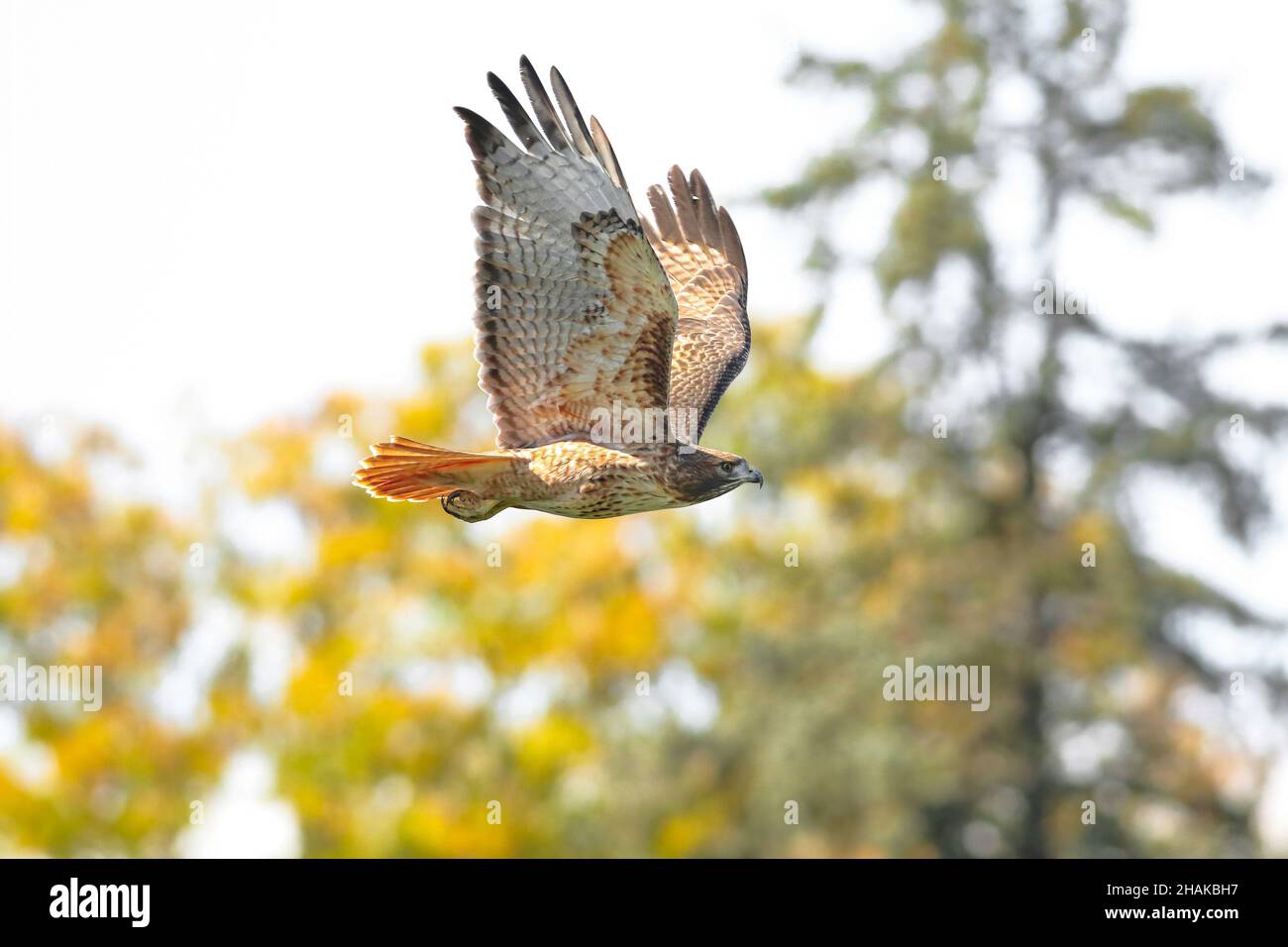 Close up of a beautiful Red-tailed Hawk flying through a mixed forest setting in the Fall Season. Stock Photo